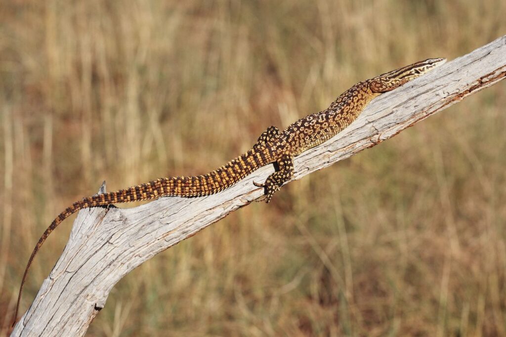 Spiny-tailed-monitor