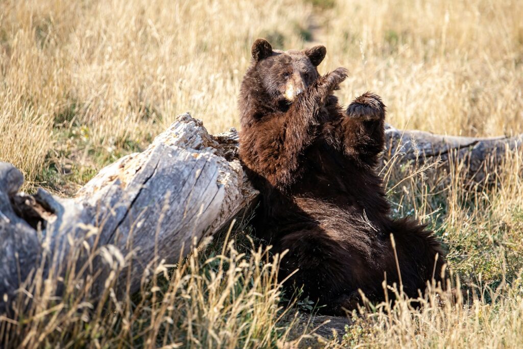 Black bear