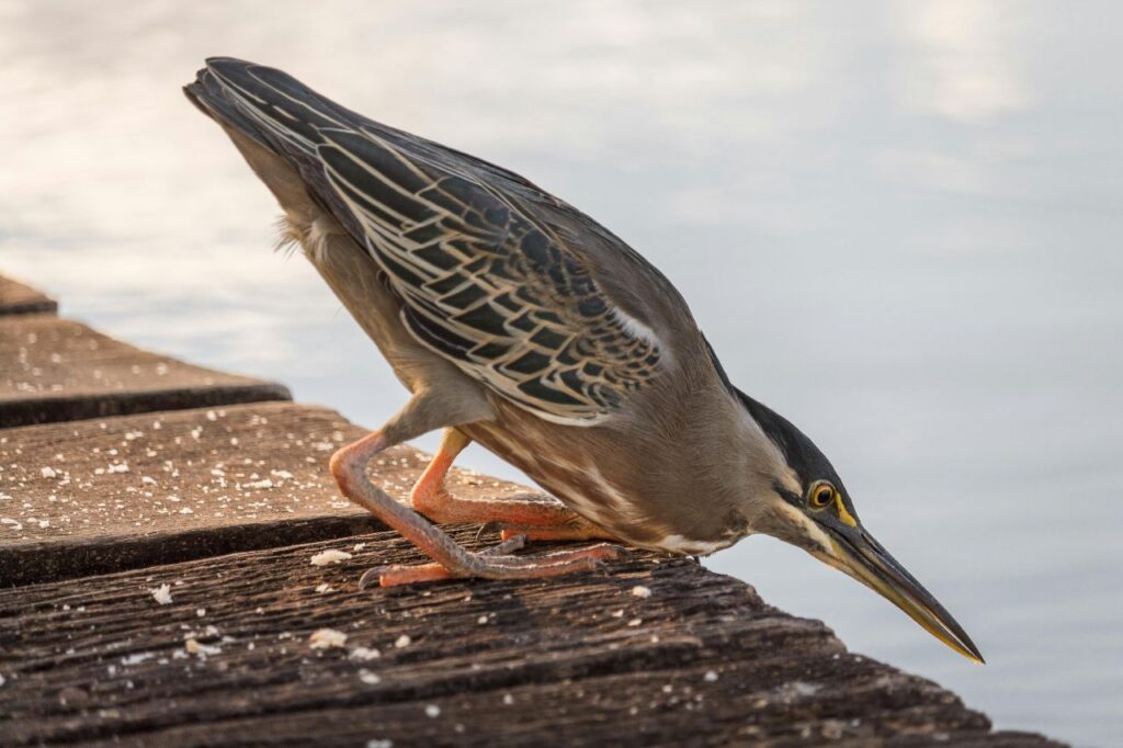 Striated Heron