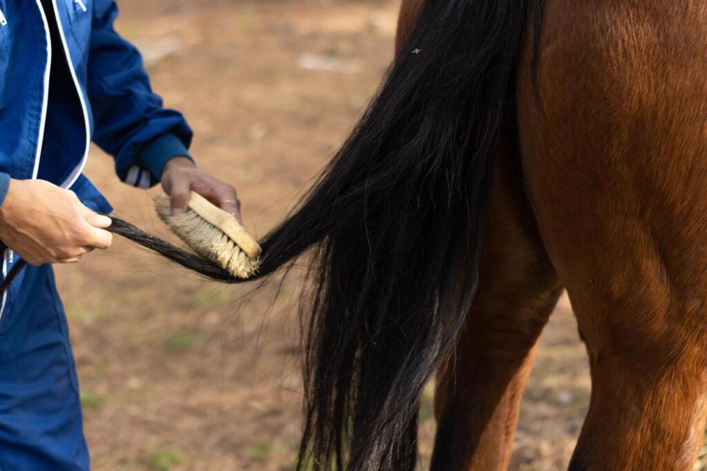 horse grooming Promotes Relaxation and Reduces Stress