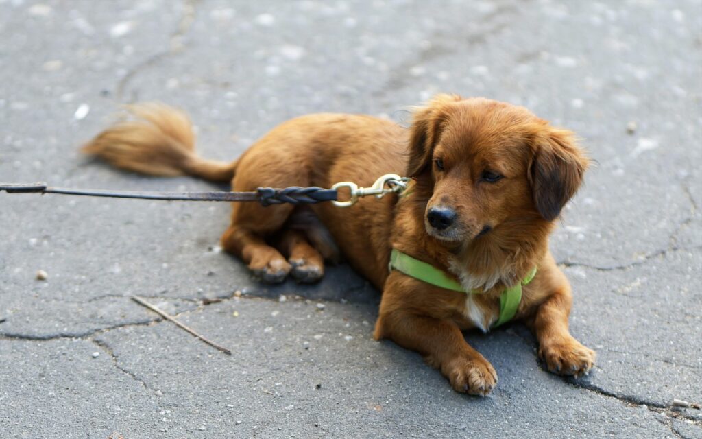 Dog on leash