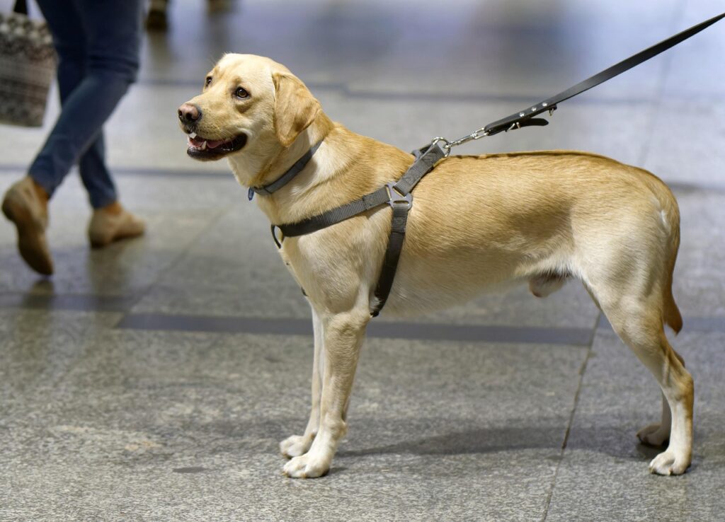 Dog on leash