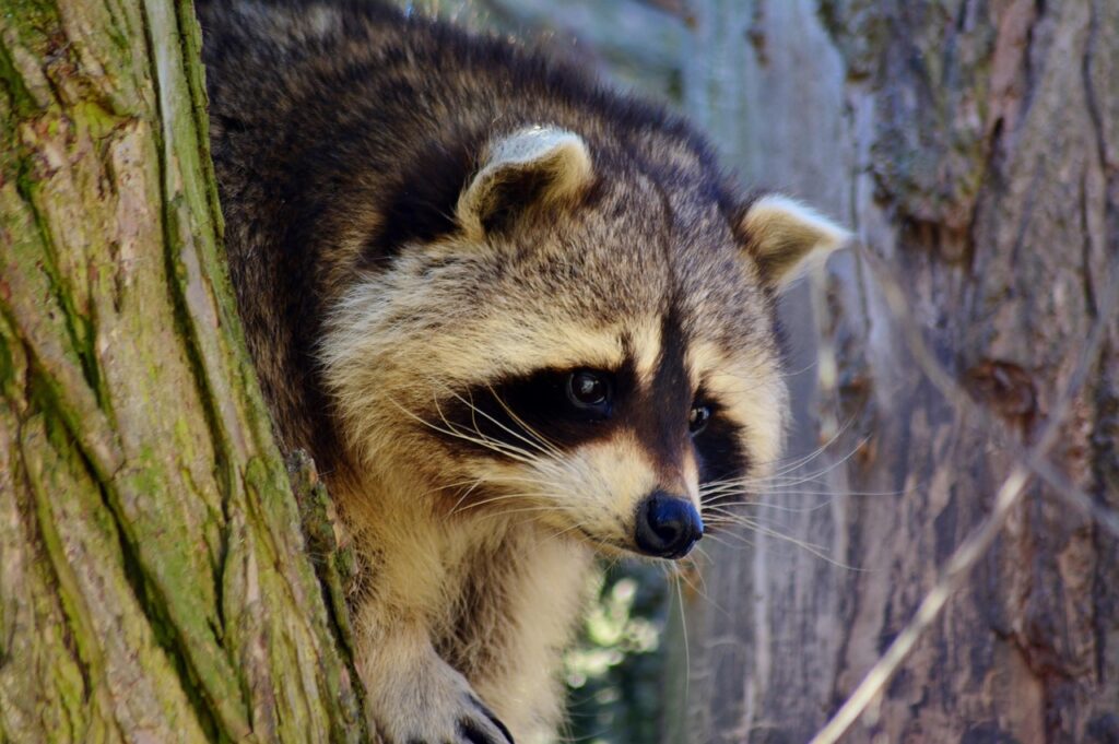 Raccoon