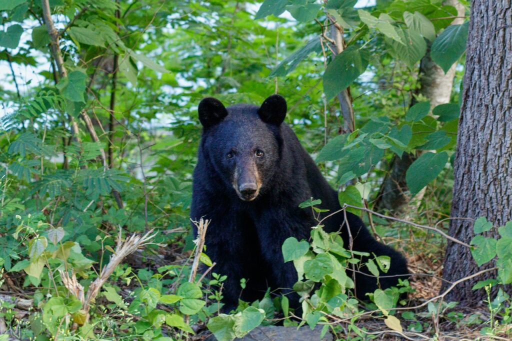 Black bear