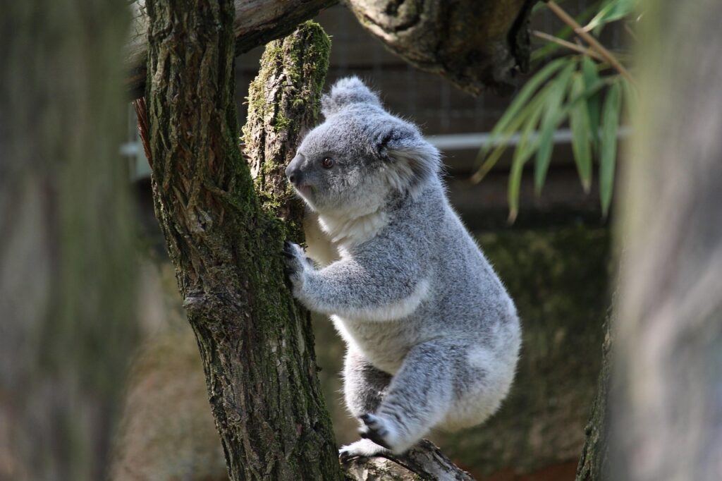 Koala on a tree
