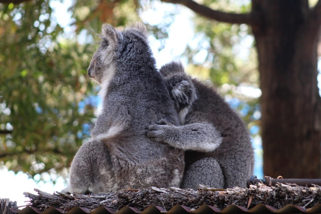Koalas