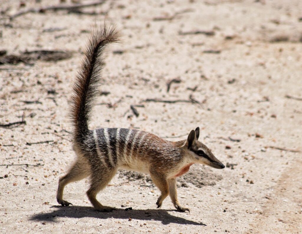 A Numbat in the wild