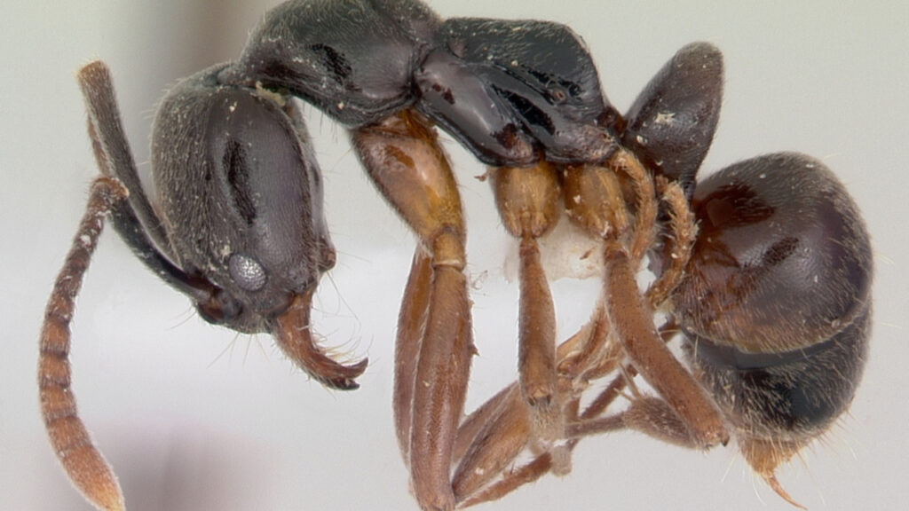 An Asian Needle Ant