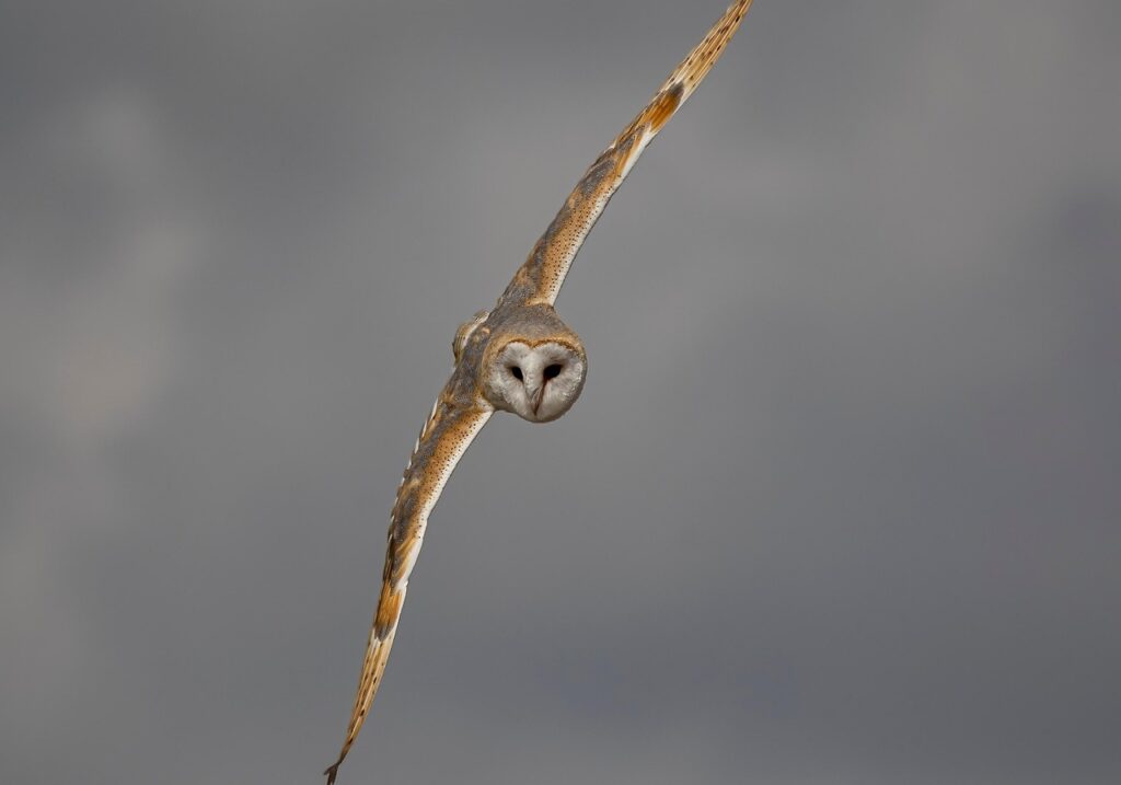A Barn Owl on flight