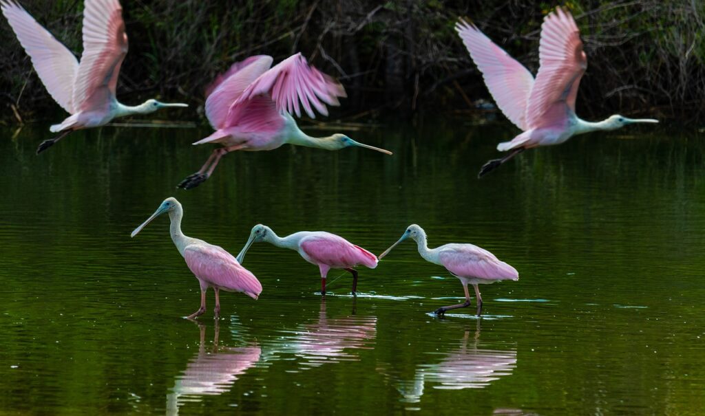 roseate spoonbill