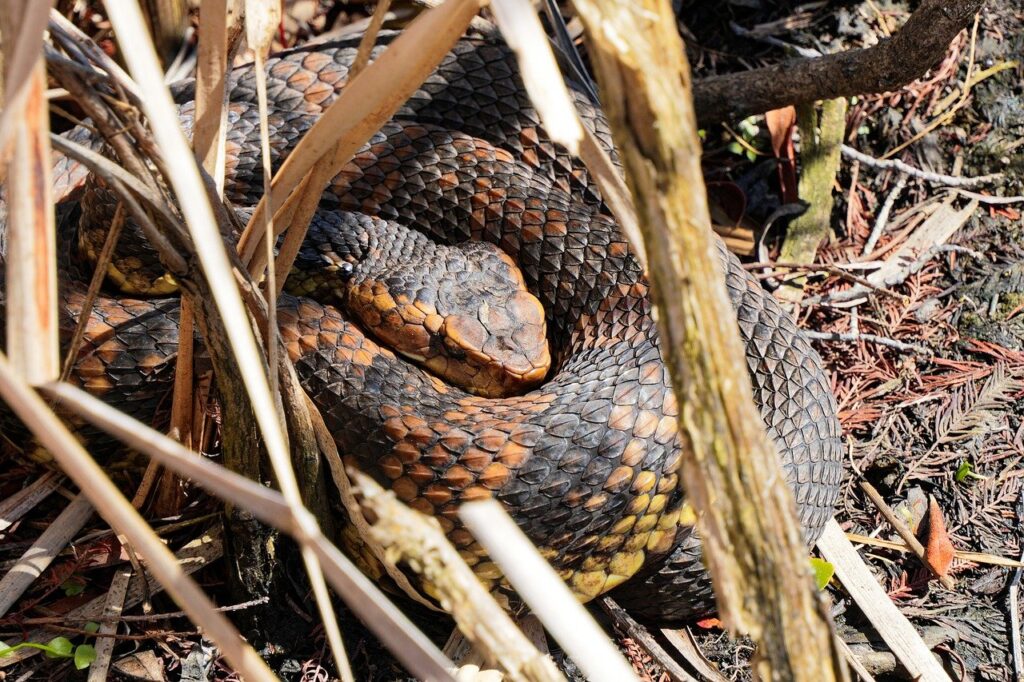 A Cottonmouth
