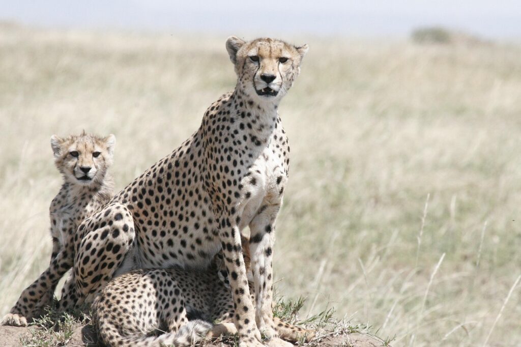 cheetah-3424526_1280