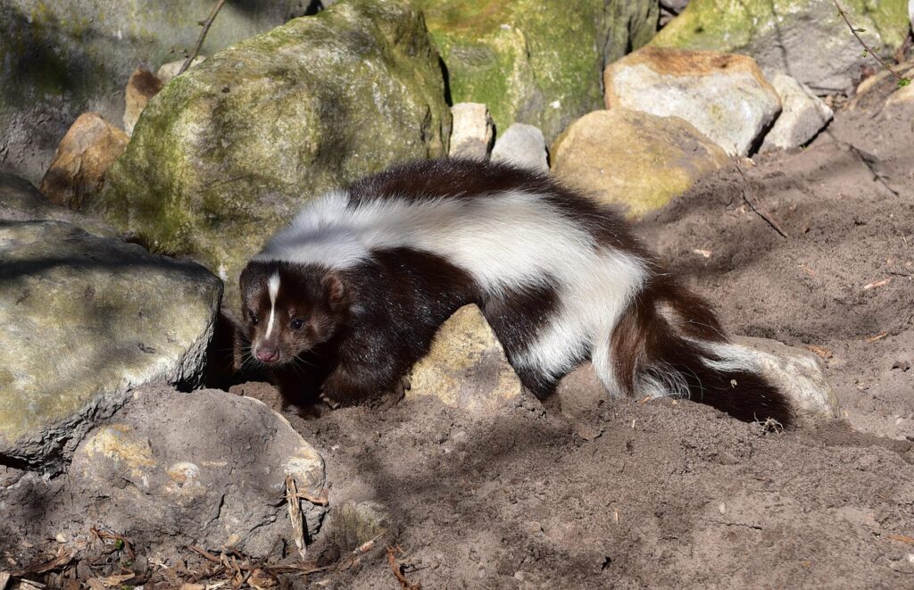 Skunks