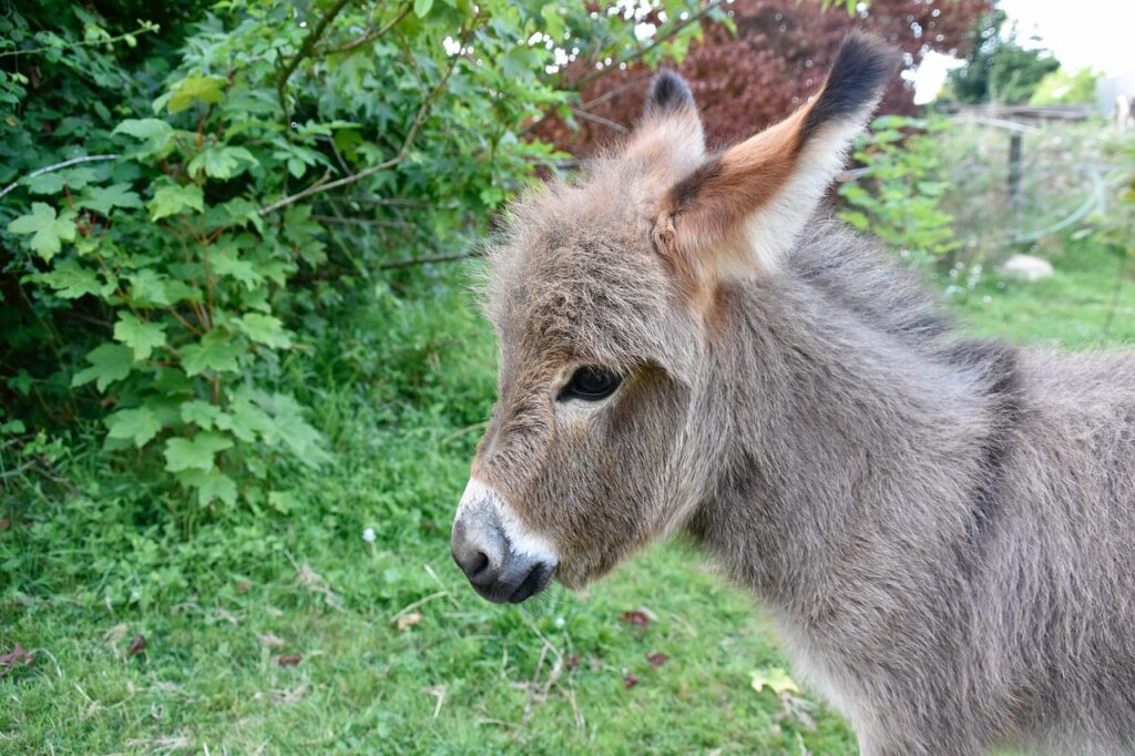Miniature Donkey closeup