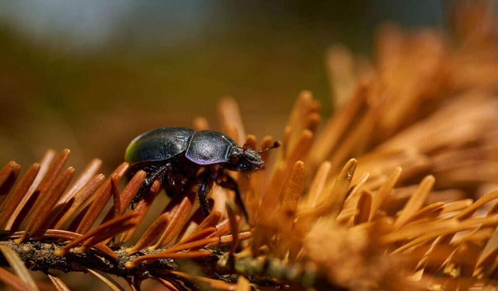 Dung Beetle in Nature