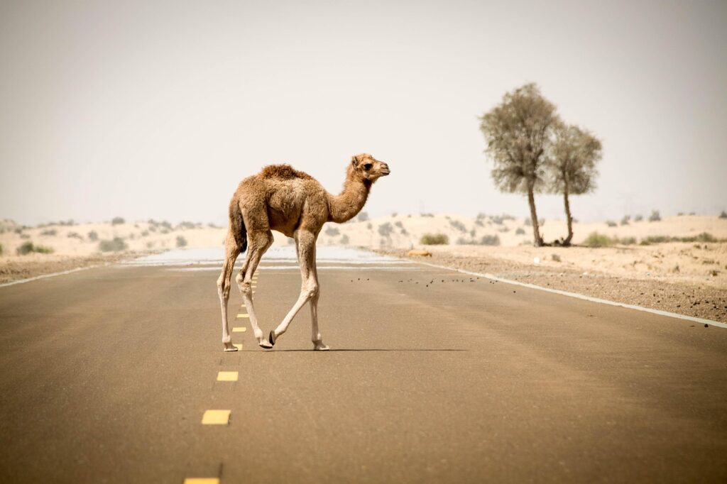 Camel treading the desert