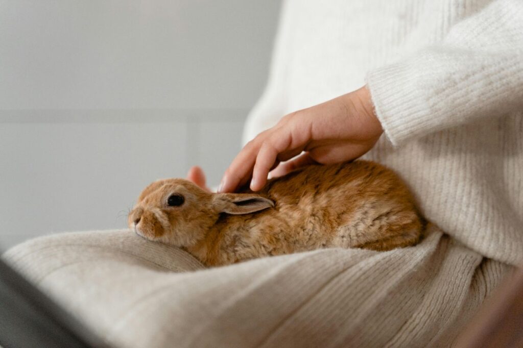 Person Petting Rabbit