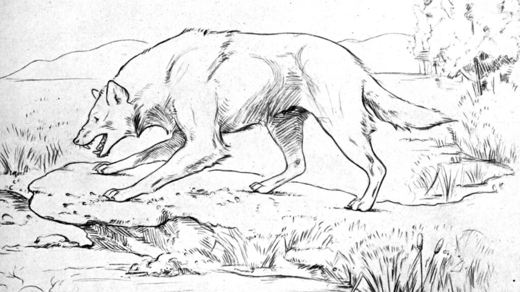 A Dire Wolf Sketch