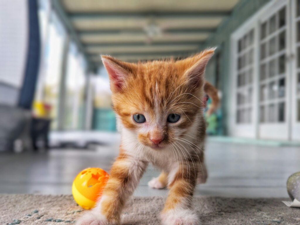 Cat bringing toy