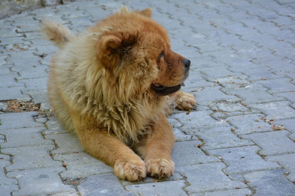 Chow Chow