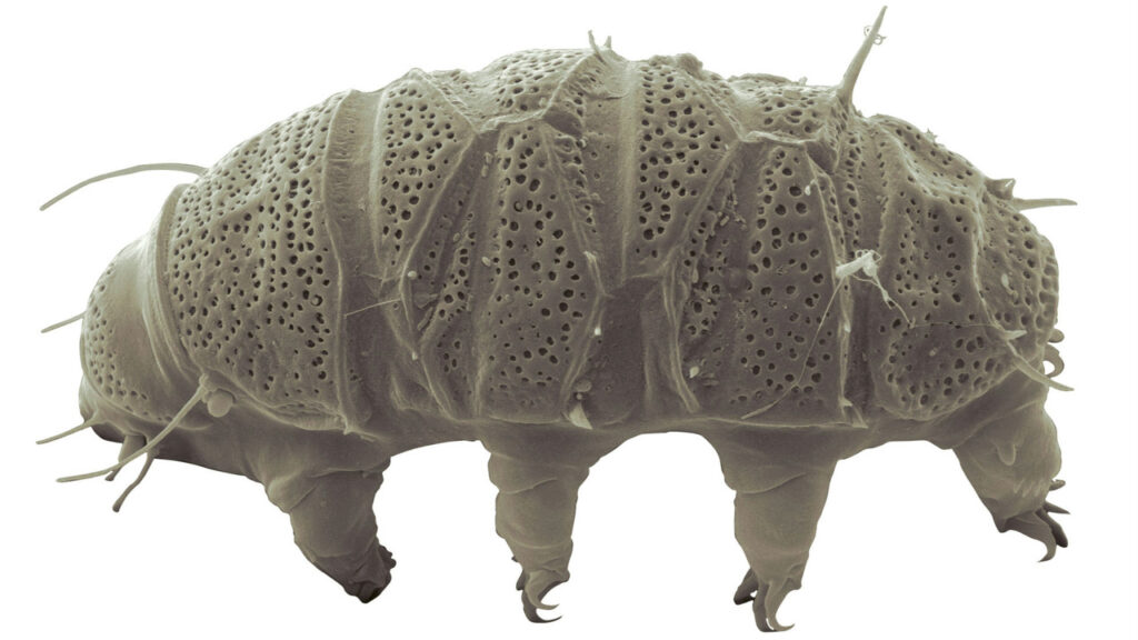 Tardigrade