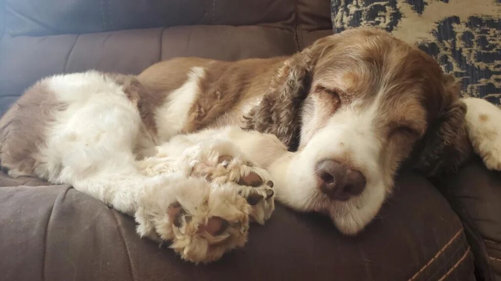 Senior dog sleeping