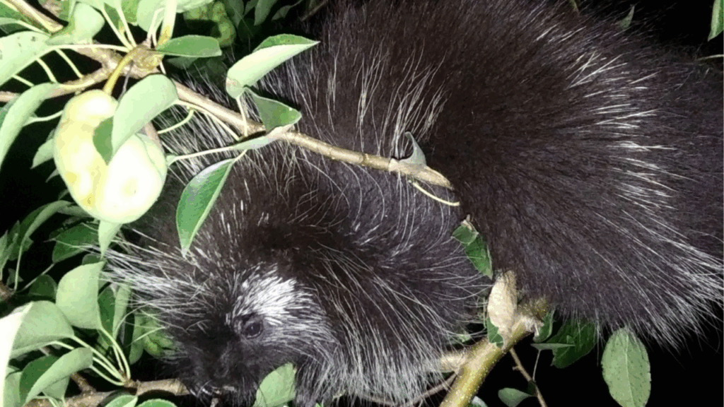 North American Porcupine