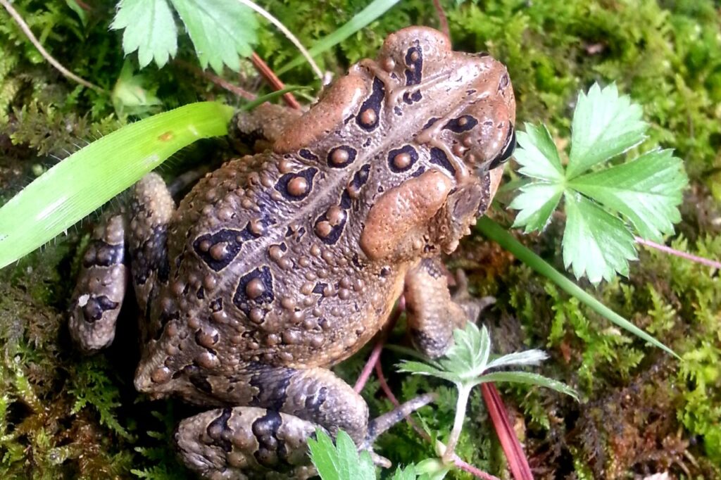 american toad