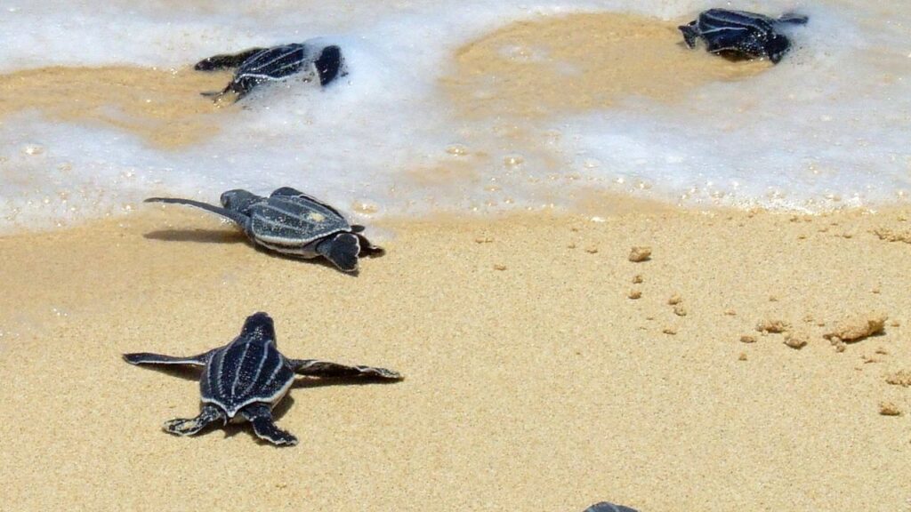 Leatherback Sea Turtle
