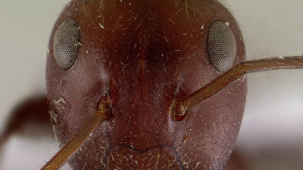 Colobopsis saundersi (synonym Camponotus saundersi), also called the Malaysian exploding ant