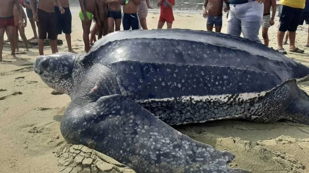 Leatherback Sea Turtle