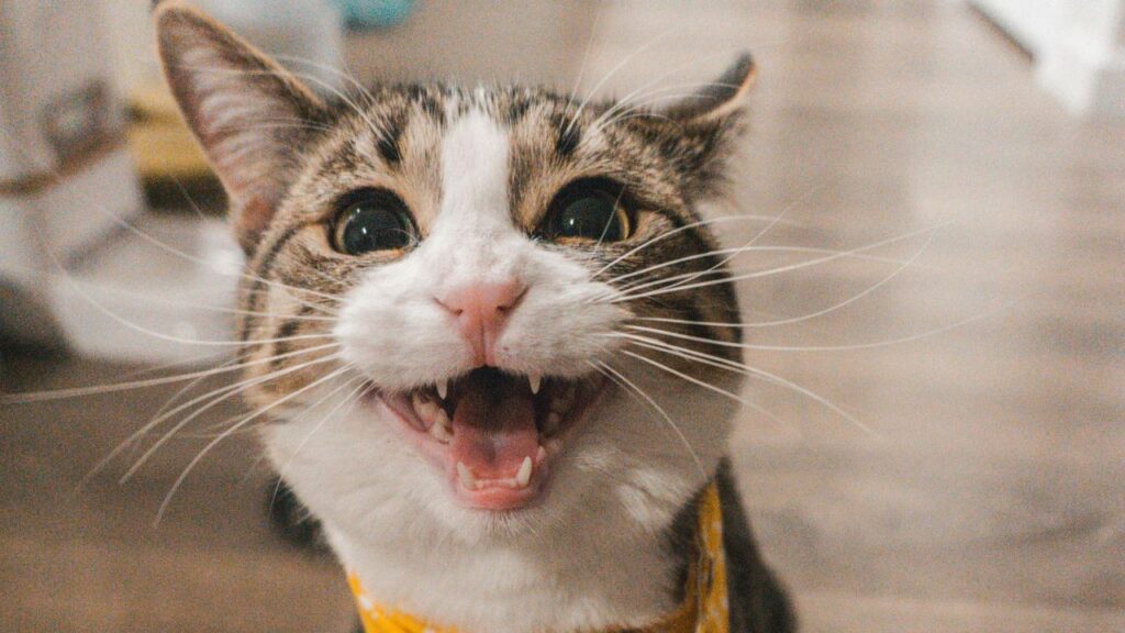 Cat Thriving