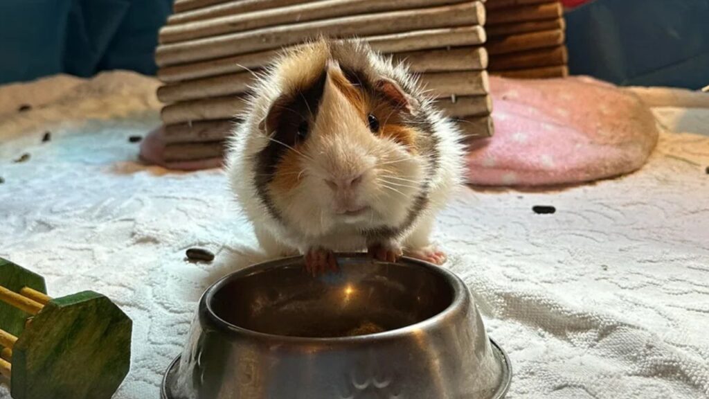 Guinea Pig