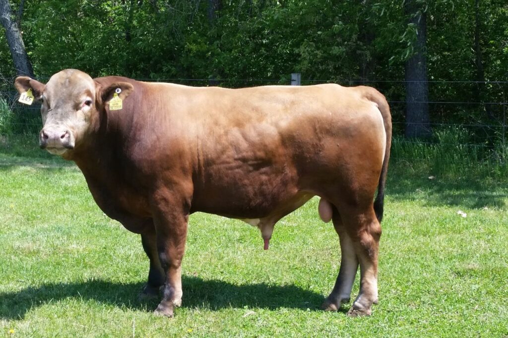 beefalo