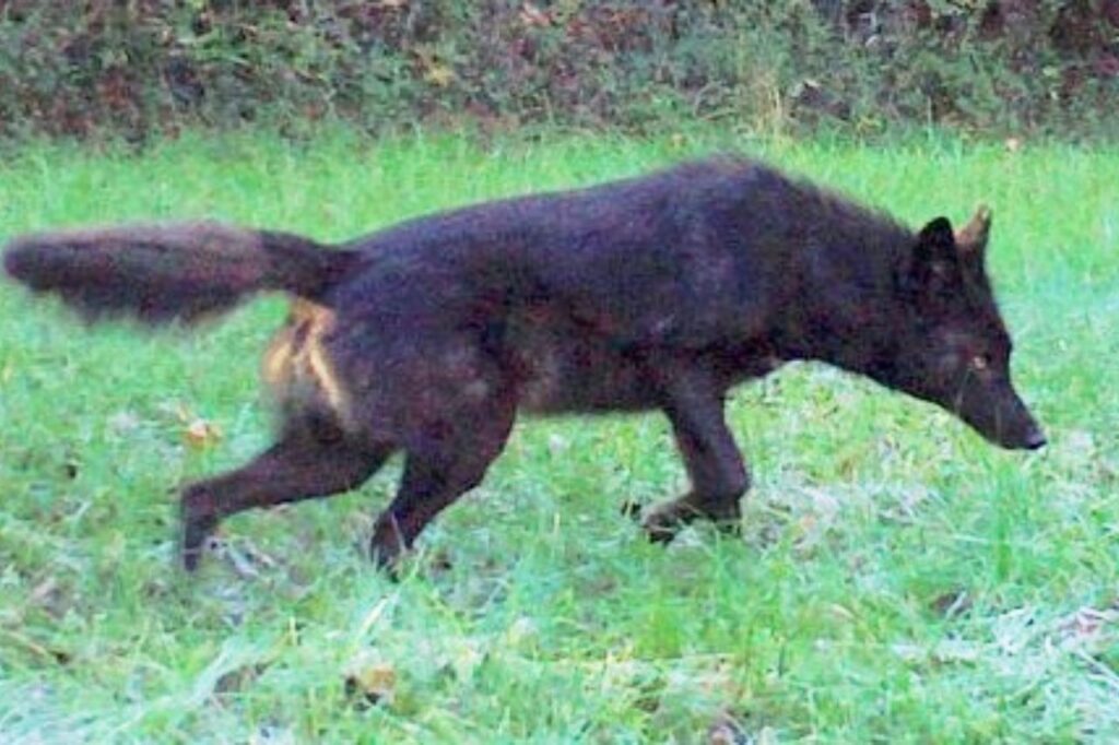 coy dog