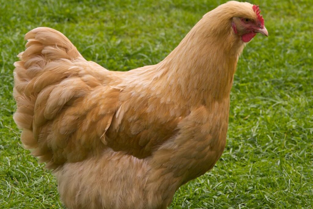 buff orpington