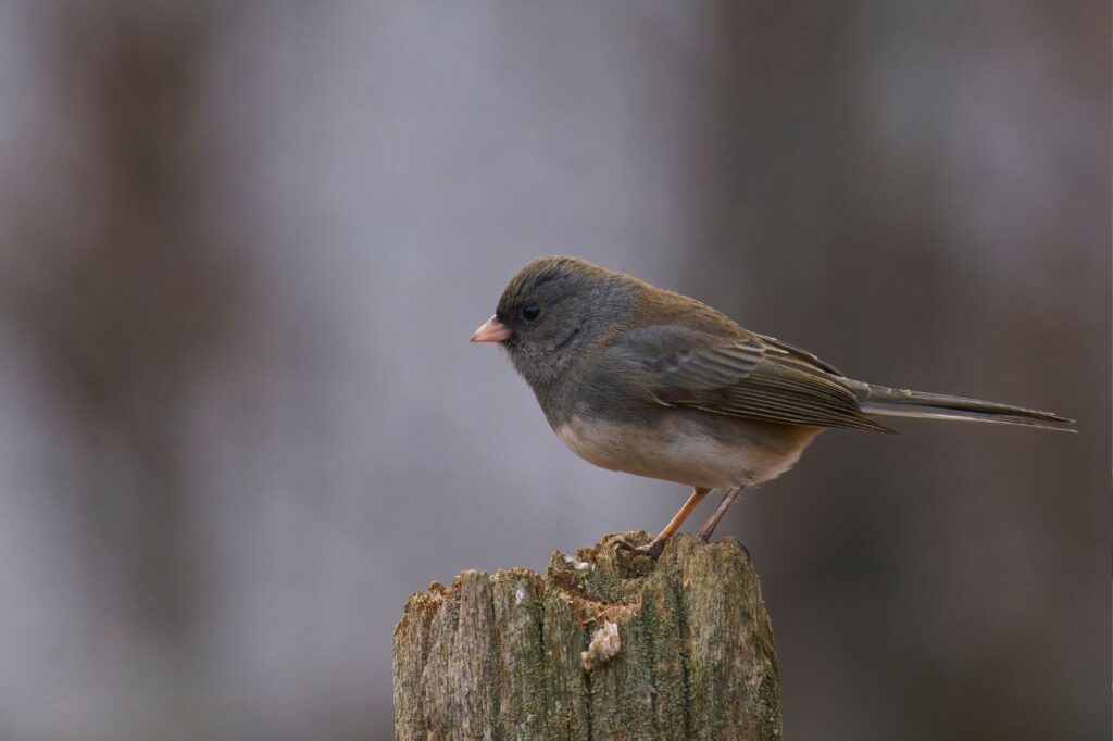 dark eyed junco