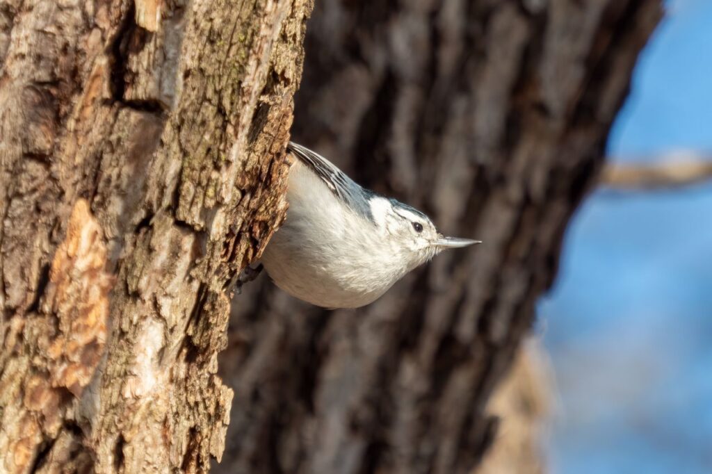 white breasted nuthatch