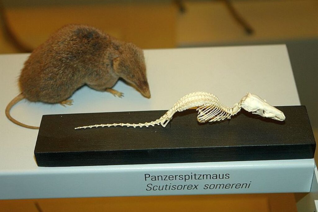 hero shrew
