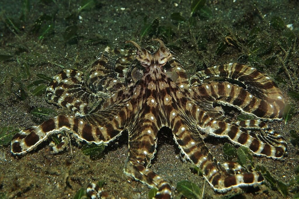 Mimic octopus