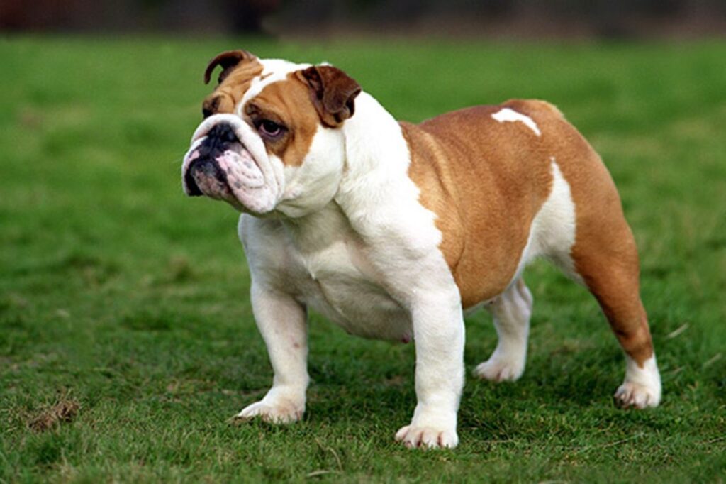 bulldog