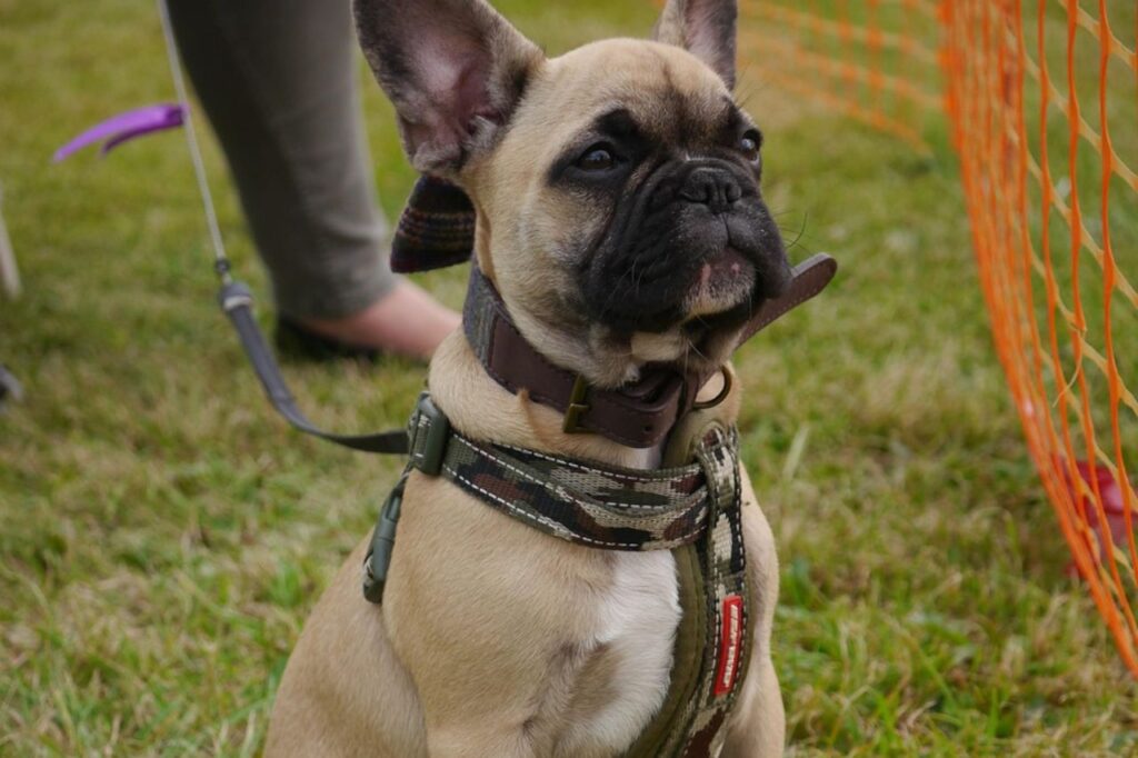 sable French bulldog