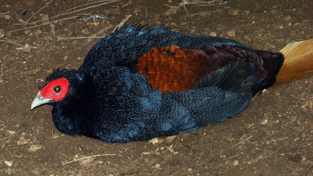 Malay Crestless Fireback