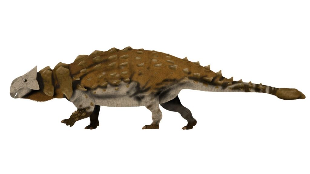 Ankylosaur