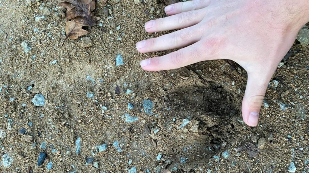 Deer Tracks