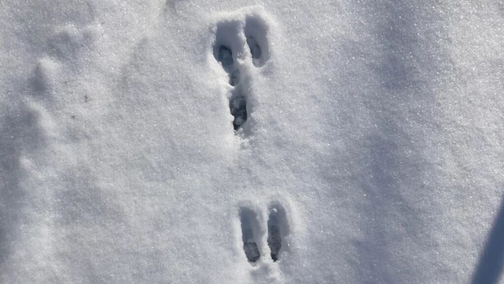 Rabbit Tracks