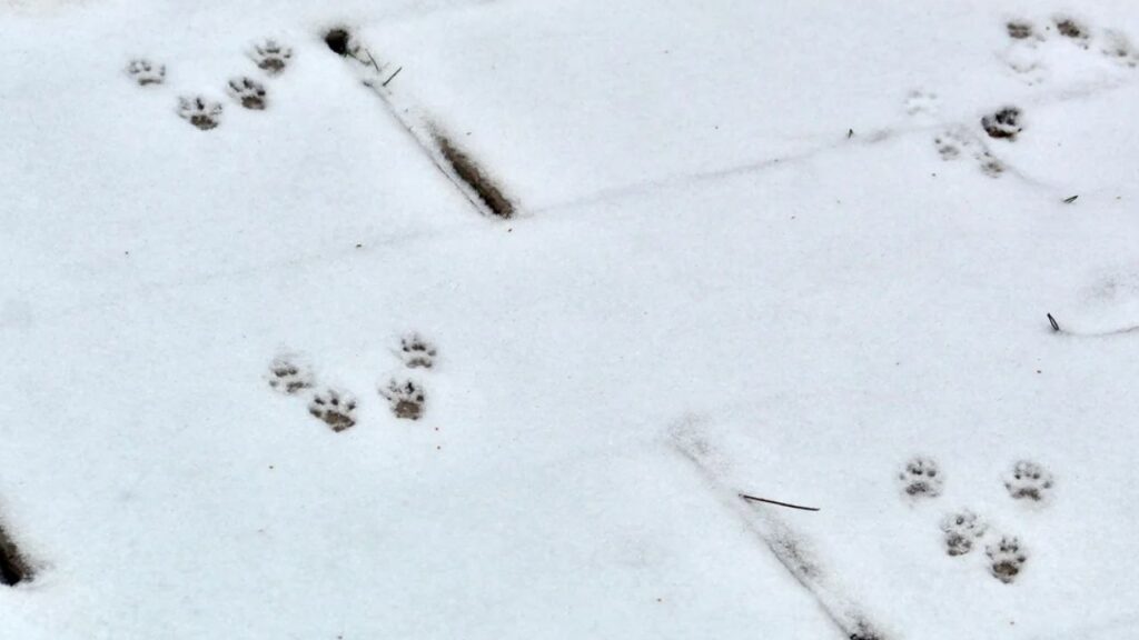 Squirrel Tracks