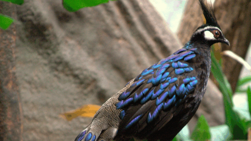 Palawan Peacock-Pheasant