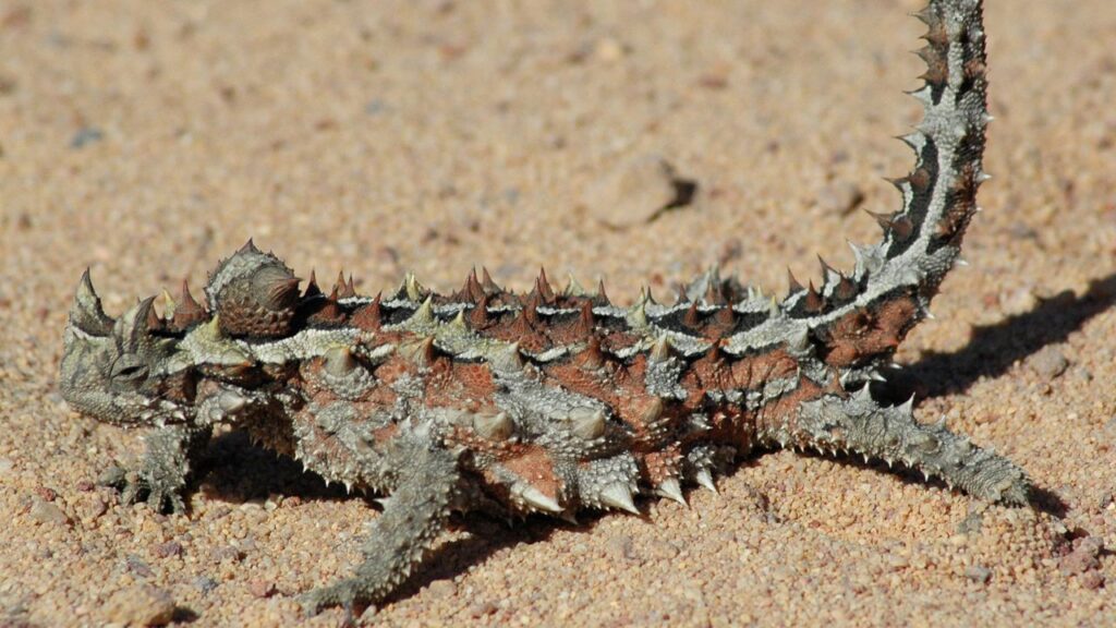 Thorny Devil