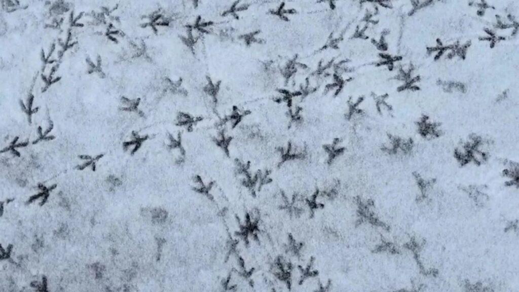 Pigeon Foot prints